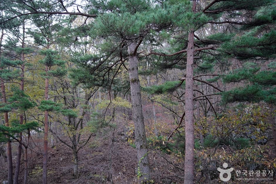 대관령 소나무숲길