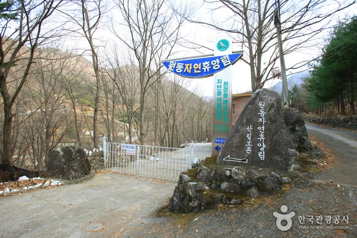 院洞自然休养林（원동자연휴양림）