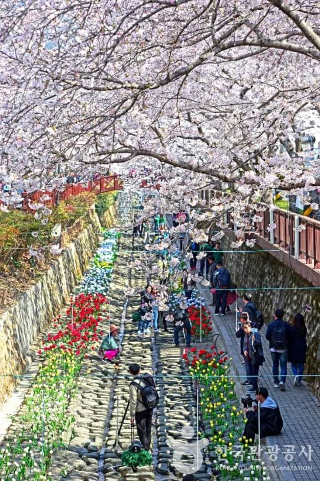 여좌천(벚꽃명소) (2)