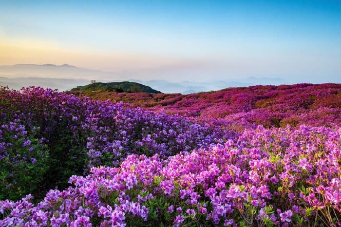 황매산군립공원(5)