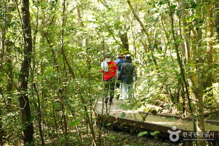 제주_서귀포시_가베또롱하고 엄부랑한 힐링 숲길, 서귀포치유의숲_03
