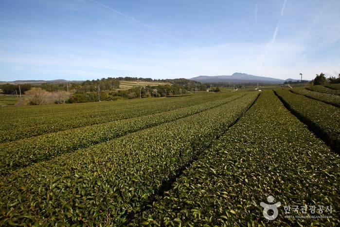 Dosun Dawon Tea Plantation (도순다원)