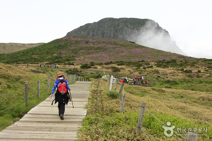 한라산 봄