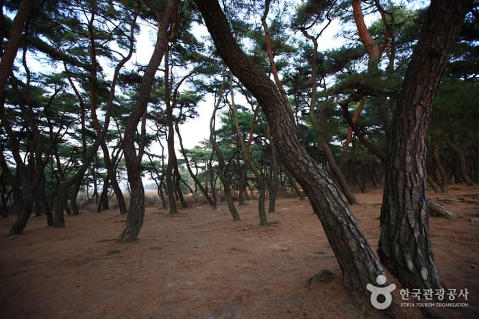 배리삼릉_06