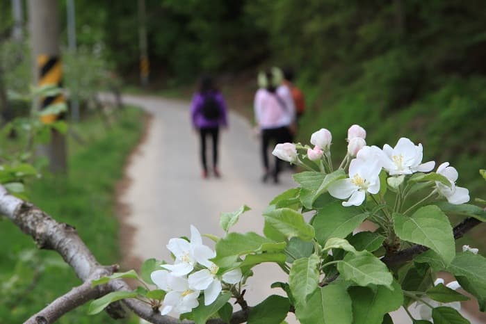 坪广洞苹果村(평광동 사과마을)