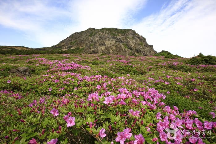 Yeongsil Trail (Hallasan National Park) (한라산 영실)