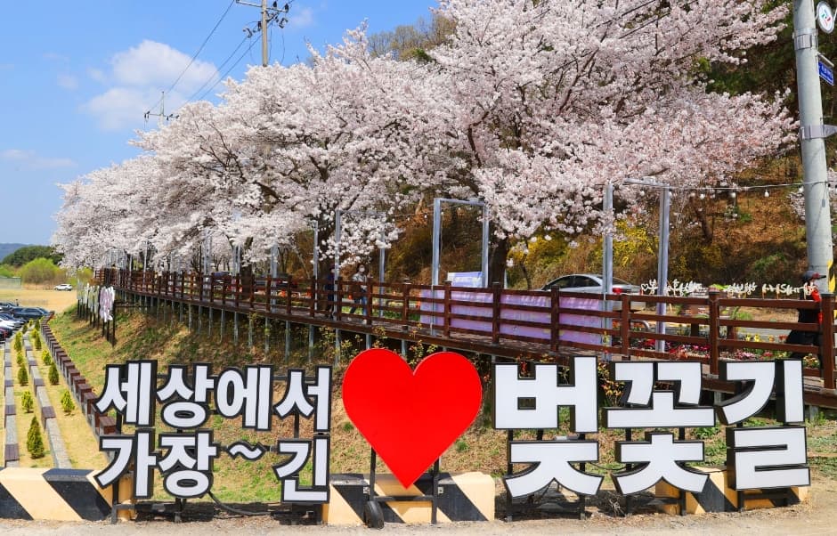 대청호 벚꽃 축제