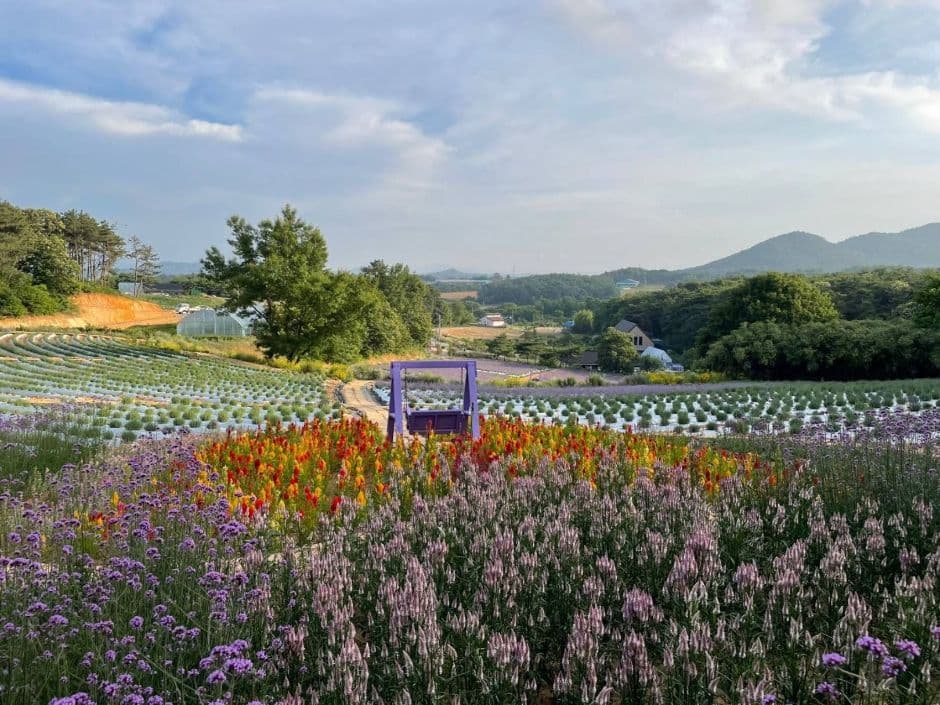 Geochang Blue Farm Lavender Festival (고창청농원 라벤더 축제)