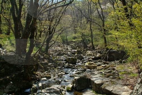 동학사계곡_05