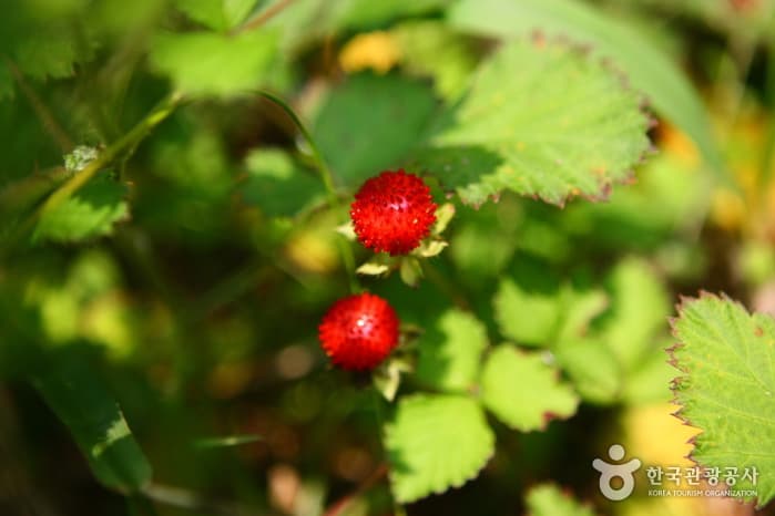 청산도항도83