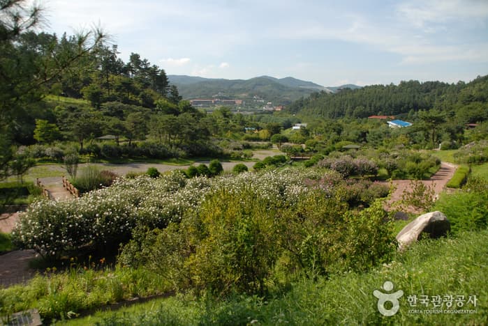 锦江自然休养林(锦江树木园，山林博物馆)금강자연휴양림(금강수목원,산림박물관)