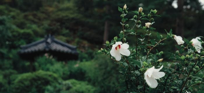 晨静树木园无穷花展示会(아침고요수목원 무궁화전시회)