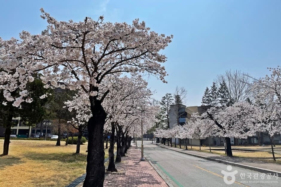 전북대학교 벚꽃길