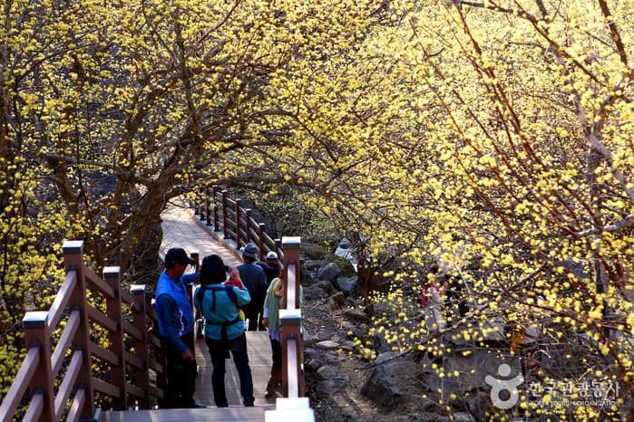 Gurye Sansuyu Festival (구례산수유꽃축제)