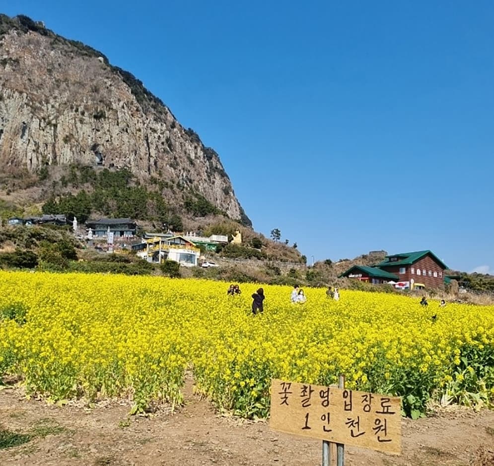 제주_서귀포시_산방산유채꽃밭_입장료 (2)