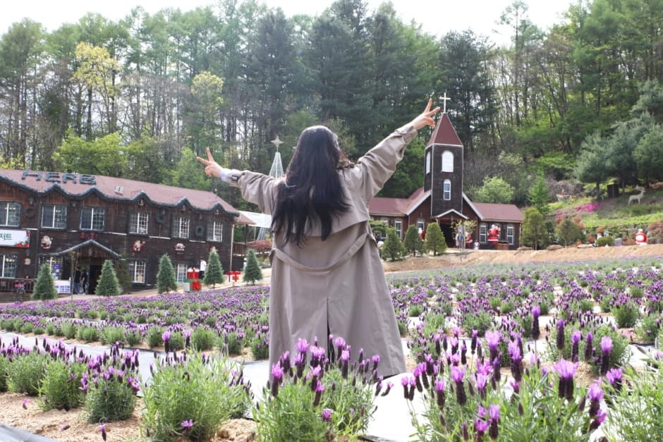 허브아일랜드 라벤더축제_06