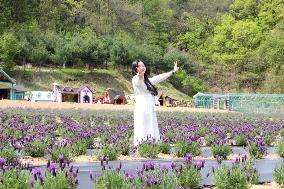 허브아일랜드 라벤더축제_07