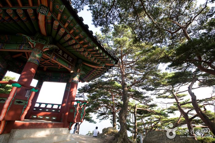 강원_양양_지경리에서 하조대까지 18 (하조대 소나무숲)
