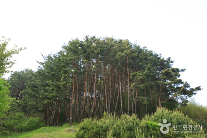 경상남도_하동군_청학동마을_020
