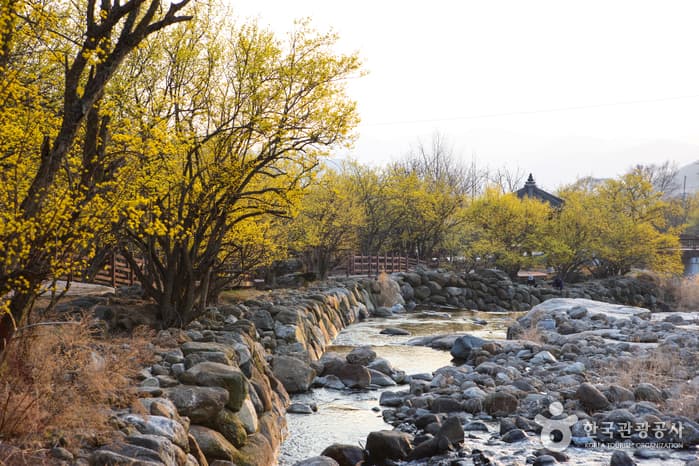 求礼山茱萸村구례 산수유마을