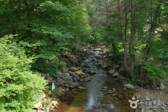 청옥산자연휴양림_04