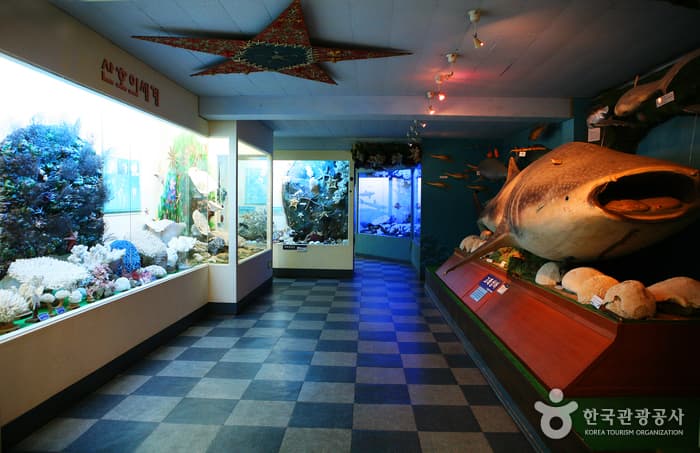 地角海洋自然史博物馆(땅끝해양자연사박물관)