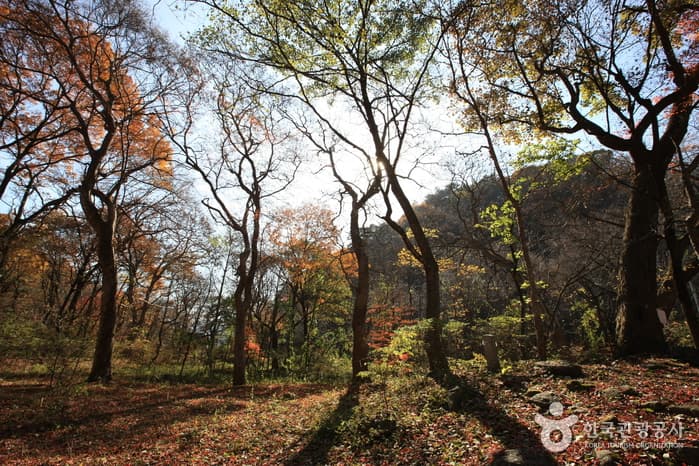 원주 성남리의 성황림