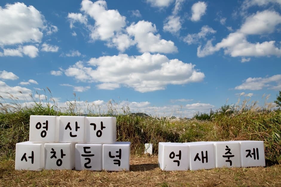영산강 서창들녘 억새축제 (5)