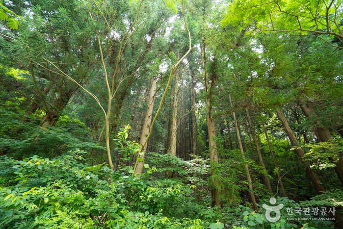 장성축령산자연휴양림