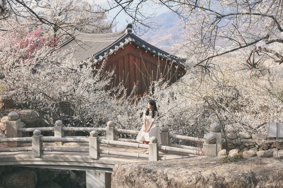 2024 광양 매화축제 7