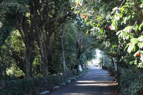 Jeju Camellia Village (제주 동백마을)