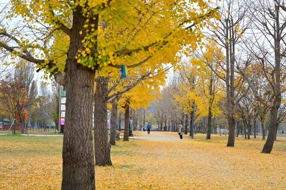 강천섬 힐링 문화축제