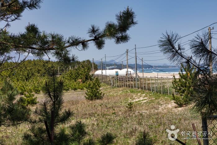 오산해수욕장 7