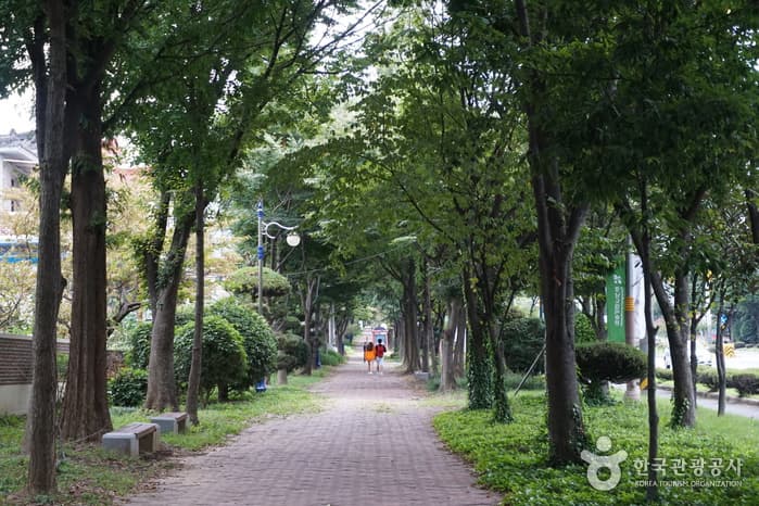 창원 가로수길(2)
