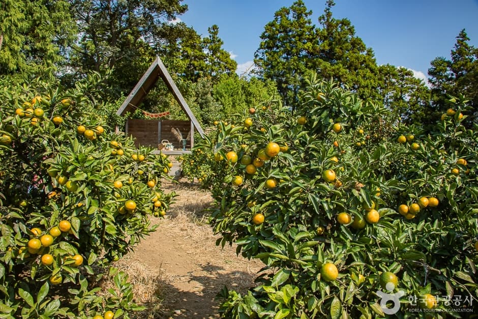 Jejue in Farm(제주에인 감귤밭)