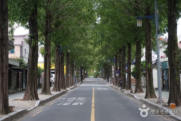 창원 가로수길(5)