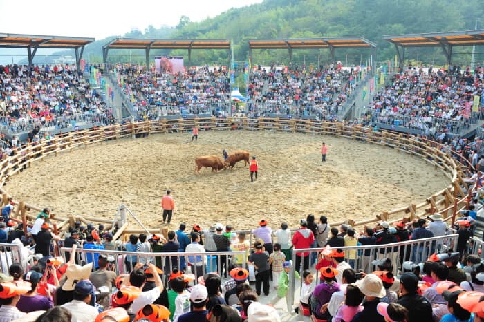 진주 전국민속소싸움대회 2019 (3)