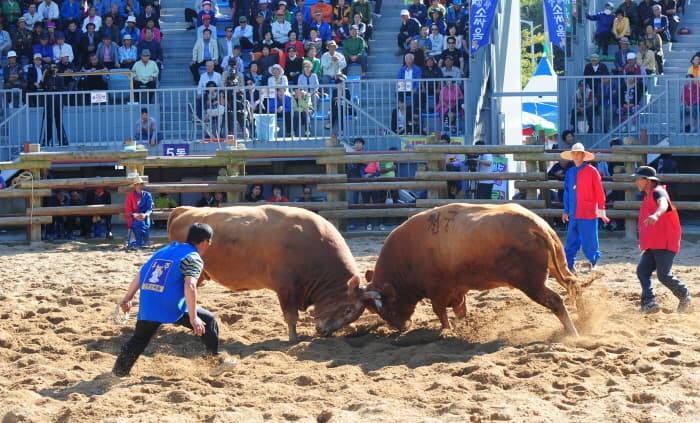  진주 전국민속소싸움대회 2019 (1)