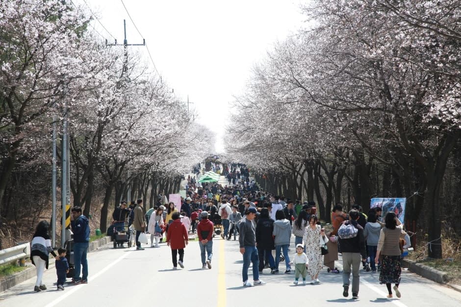 骊州兴川南汉江樱花庆典（여주흥천남한강 벚꽃축제）