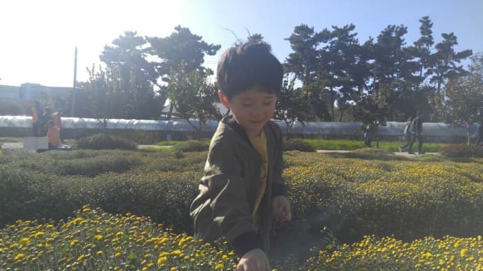 서산국화축제 2018 (2)