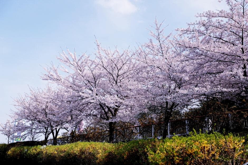 목포유달산봄축제 (4)
