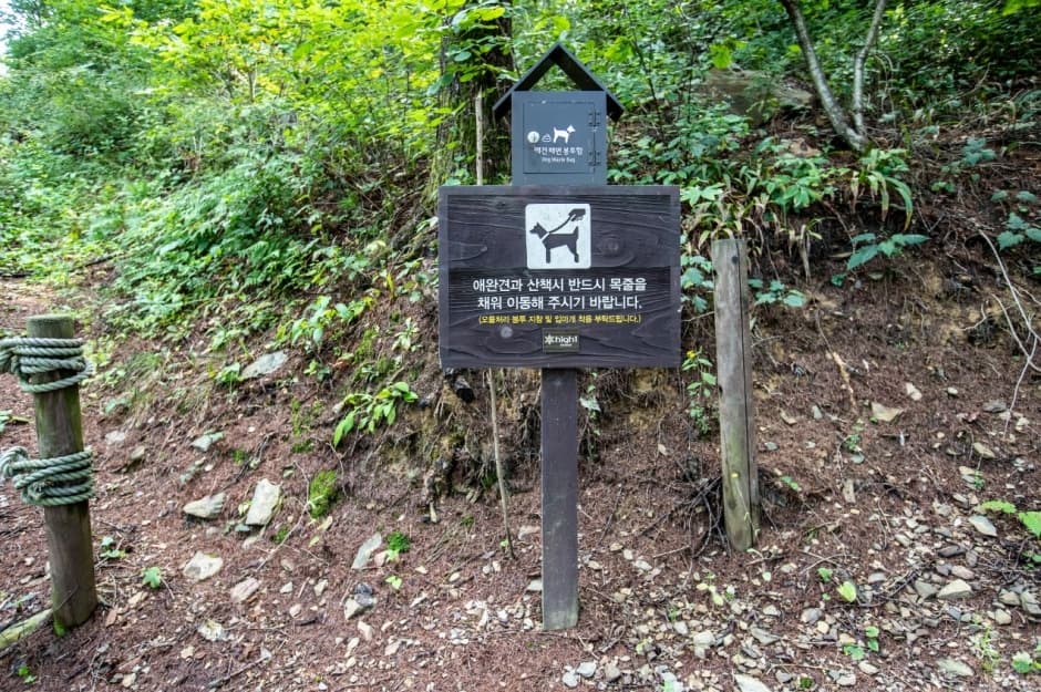 하이원리조트 하늘길_8