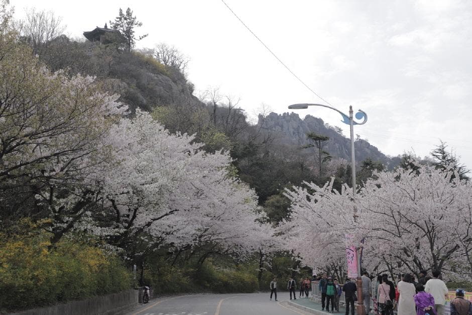 목포유달산봄축제 (5)