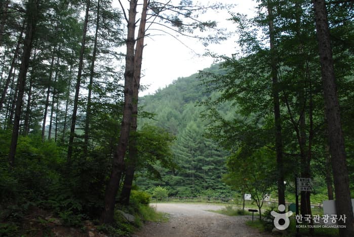 청옥산자연휴양림_08