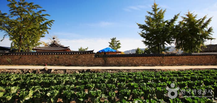경북_김천_금당실마을 (8)