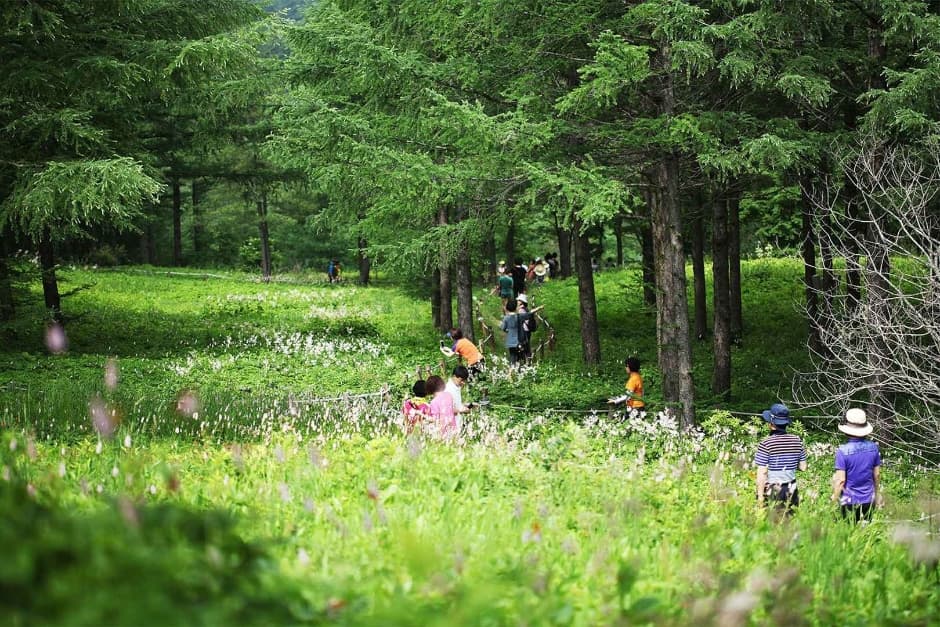 Hambaeksan Wildflower Festival (함백산 야생화축제)