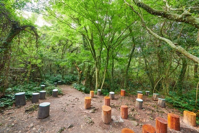 Hwansang Gotjawal Forest (환상숲곶자왈공원)