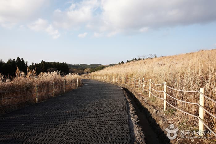 제주도 세계자연유산 탐방 1 코스