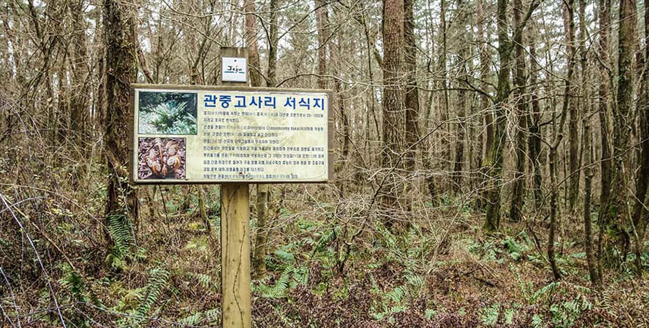 족은노꼬메오름4