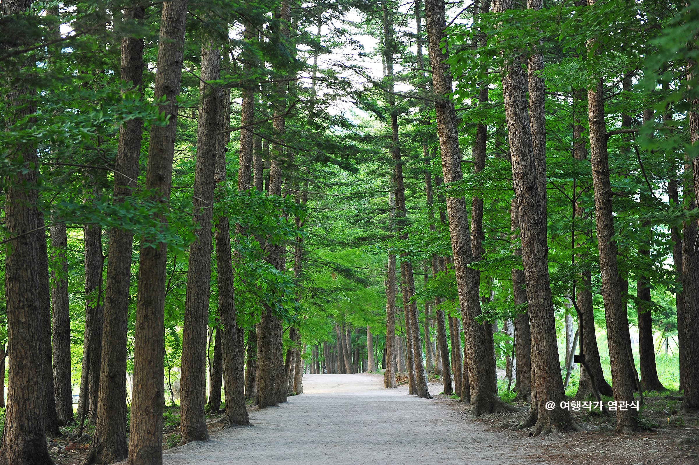 来苏寺杉松林道(내소사전나무숲길)